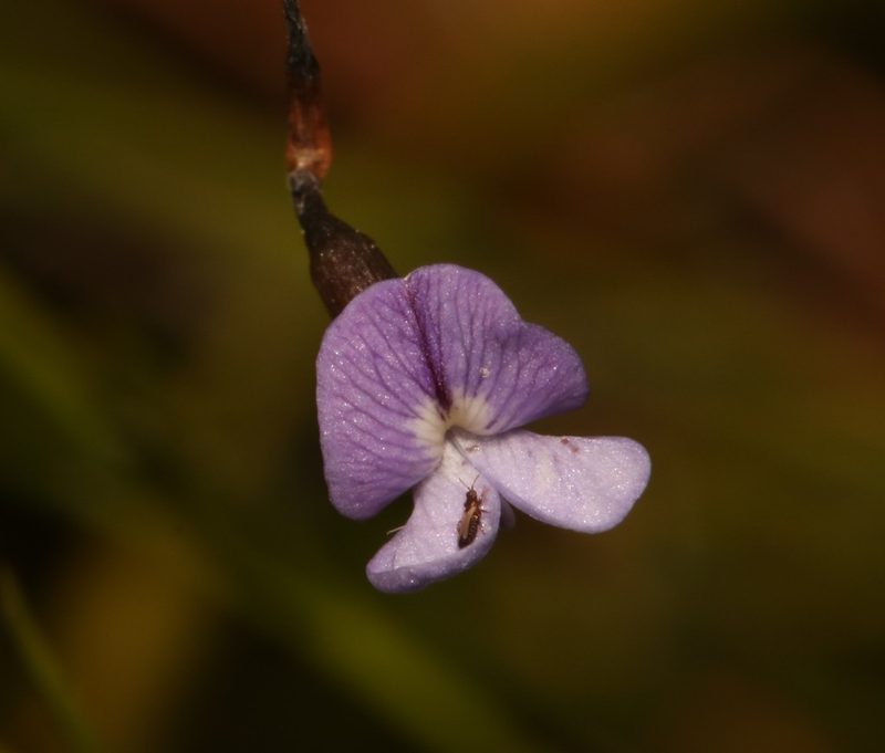 Psoralea cataracta, photographed by Brian du Preez