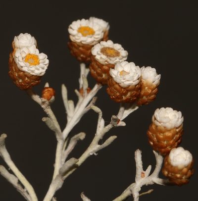 Helichrysum cochleariforme, photographed by Brian du Preez