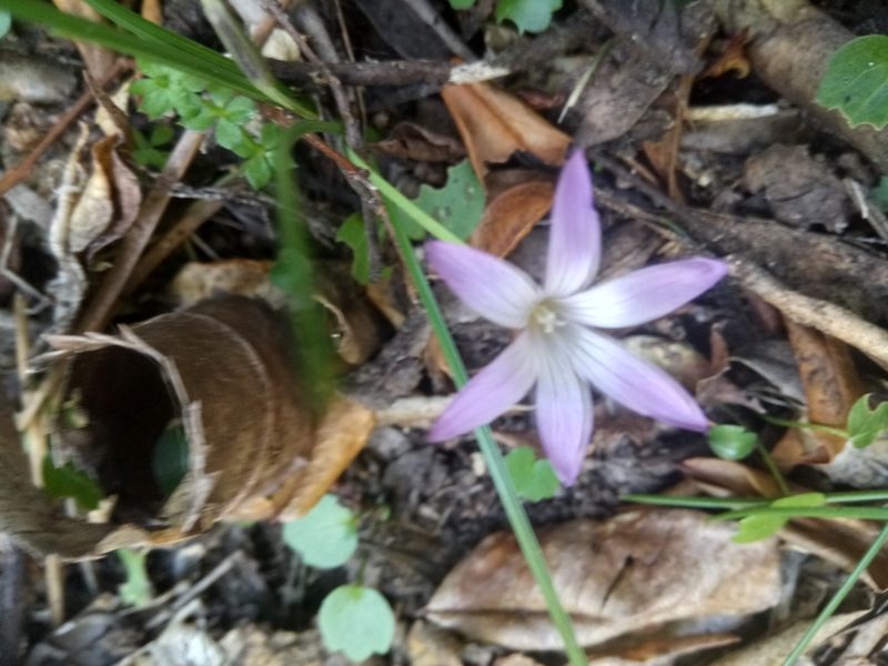 Romulea ligustica, photographed by Karim Haddad