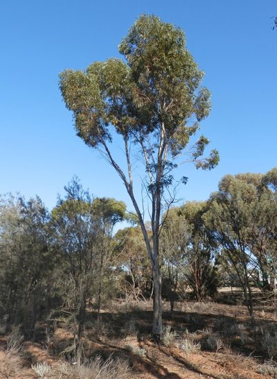 Eucalyptus salmonophloia, photographed by Charles Stirton