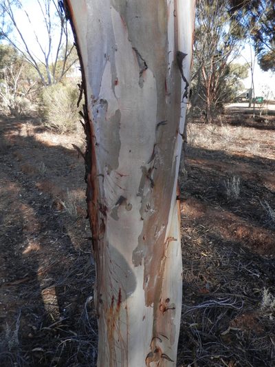 Eucalyptus salmonophloia, photographed by Charles Stirton
