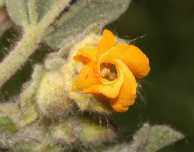 Hermannia althaeifolia, photographed by Brian du Preez