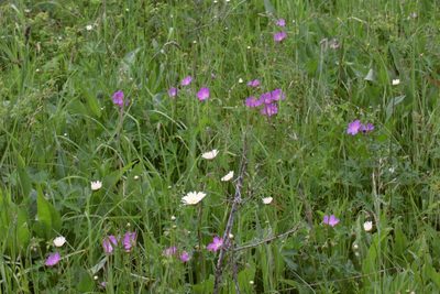 Geranium oreganum, photographed by Ed Alverson