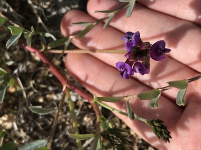 Astragalus palmeri