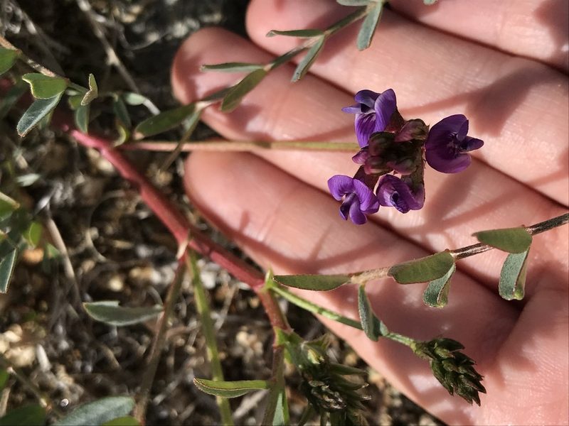Astragalus palmeri, photographed by Emily Chebul
