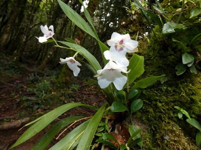 Miltoniopsis warszewiczii, photographed by Kai Squires