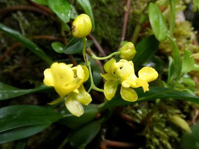 Oncidium cheirophorum, photographed by Kai Squires
