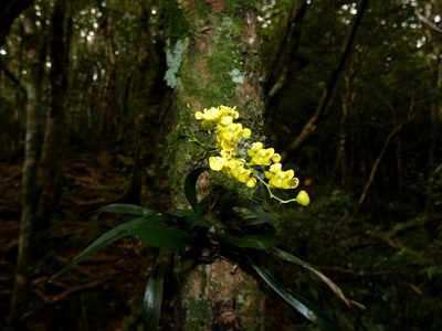 Oncidium cheirophorum, photographed by Kai Squires