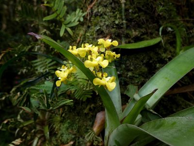 Oncidium cheirophorum, photographed by Kai Squires