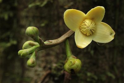 Grias neuberthii, photographed by ajott