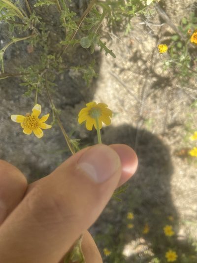 Pseudobahia heermannii, photographed by Brandon Wheeler
