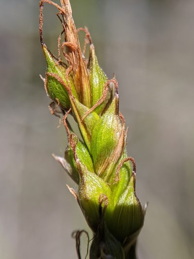 Carex obispoensis, photographed by Alex Heyman