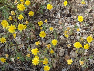 Perityle californica, photographed by Tereka Lasso