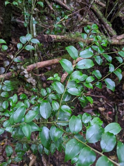 Symplocos anomala, photographed by Cheng-Te Hsu