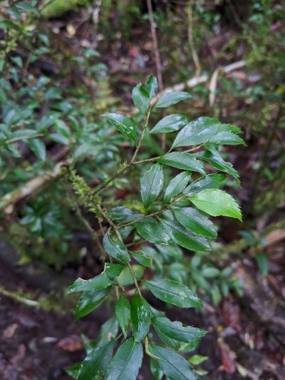 Symplocos anomala, photographed by Cheng-Te Hsu