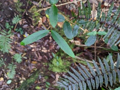 Damnacanthus angustifolius, photographed by Cheng-Te Hsu