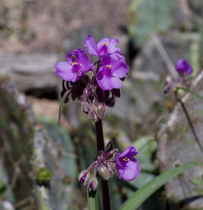 Tradescantia gigantea, photographed by Michelle W. （鍾偉瑋）
