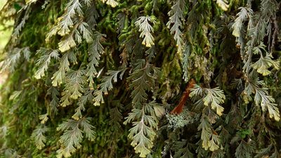 Hymenophyllum malingii, photographed by Sarah Richardson