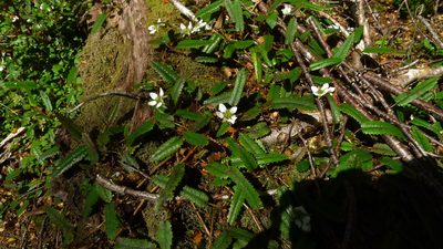Rubus parvus, photographed by Sarah Richardson