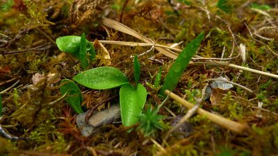 Ophioglossum coriaceum, photographed by Sarah Richardson