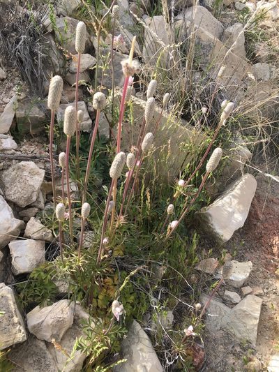 Anemone okennonii, photographed by Bob Nieman