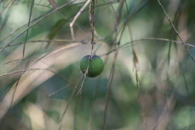 Olmeca recta, photographed by Obed Palagot Echavarria