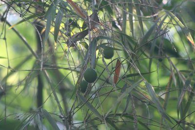 Olmeca recta, photographed by Obed Palagot Echavarria
