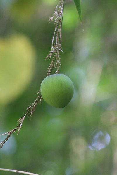 Olmeca recta, photographed by Obed Palagot Echavarria