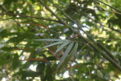 Olmeca recta, photographed by Obed Palagot Echavarria