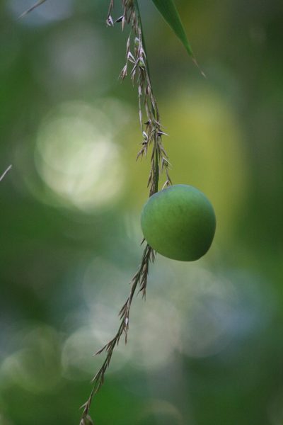 Olmeca recta, photographed by Obed Palagot Echavarria