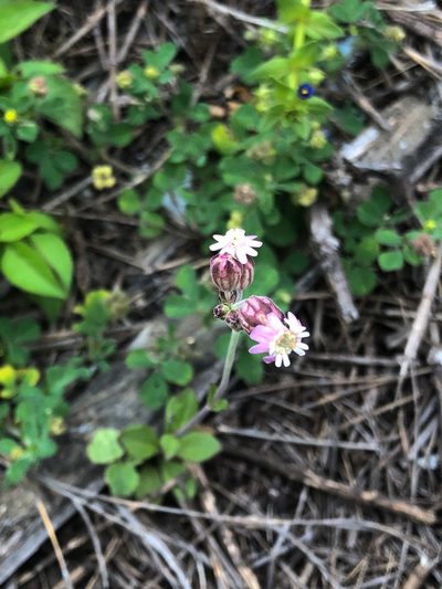 Silene aprica, photographed by Cheng-Tao Lin