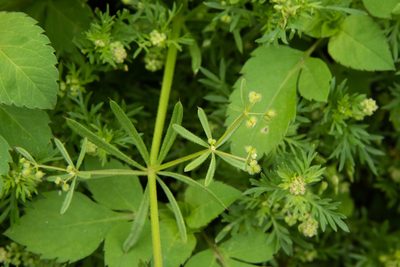 Galium spurium, photographed by Cheng-Tao Lin