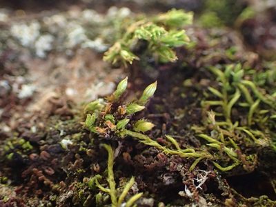 Orthotrichum tenellum, photographed by George Greiff