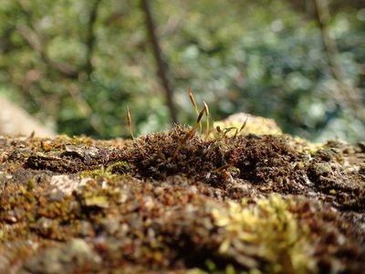 Syntrichia laevipila, photographed by George Greiff