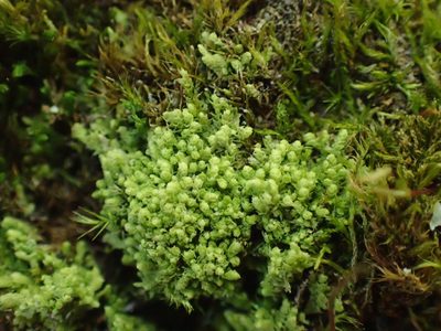 Cololejeunea rossettiana, photographed by George Greiff