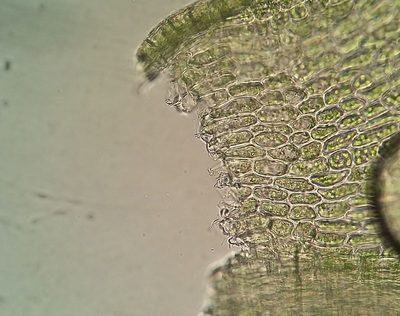 Plasteurhynchium striatulum, photographed by George Greiff