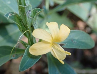 Barleria senensis, photographed by Robert Taylor