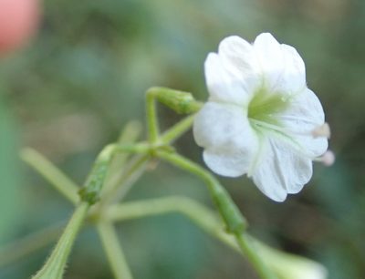 Boerhavia plumbaginea, photographed by Robert Taylor