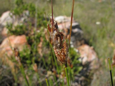 Schoenus megacarpus, photographed by douglaseustonbrown