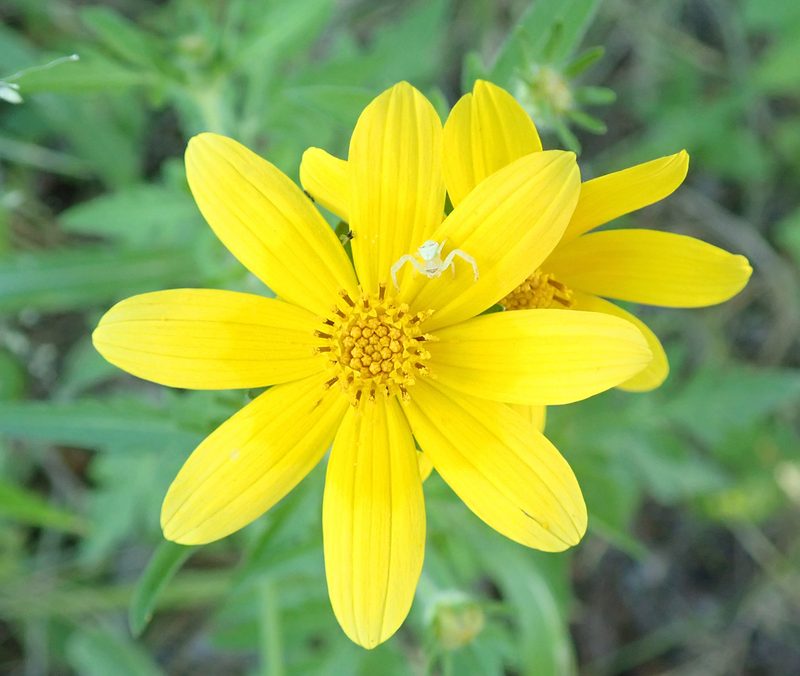 Bidens schimperi, photographed by Wilderness Safaris Botswana - Conservation Team