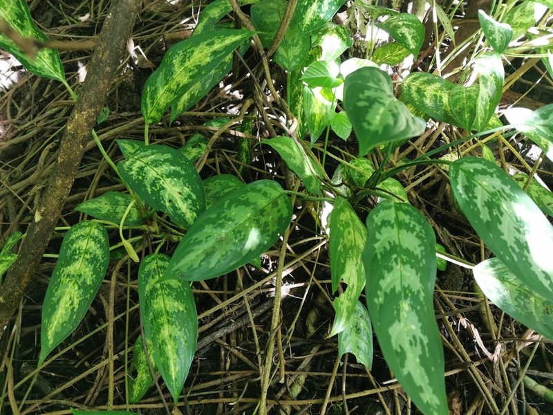 Aglaonema commutatum, photographed by Bruno Senterre