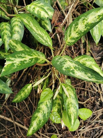 Aglaonema commutatum, photographed by Bruno Senterre