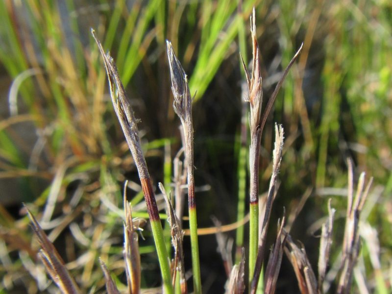Schoenus selinae, photographed by douglaseustonbrown