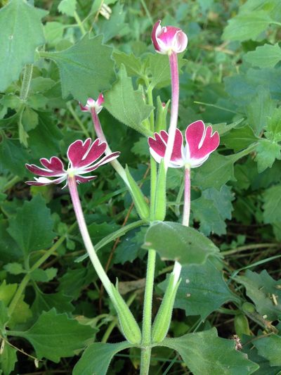 Zaluzianskya katharinae, photographed by Tam