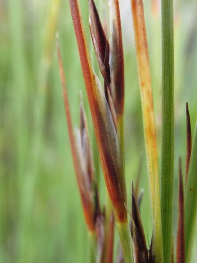 Schoenus selinae, photographed by douglaseustonbrown