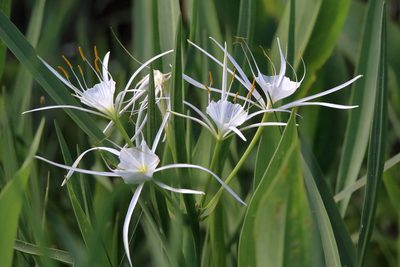 Hymenocallis choctawensis, photographed by Lauren McLaurin