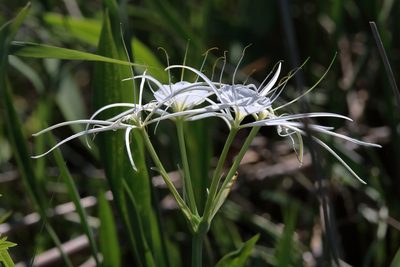 Hymenocallis choctawensis, photographed by Lauren McLaurin