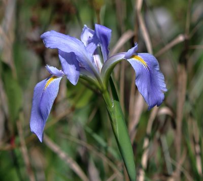 Iris giganticaerulea, photographed by Lauren McLaurin