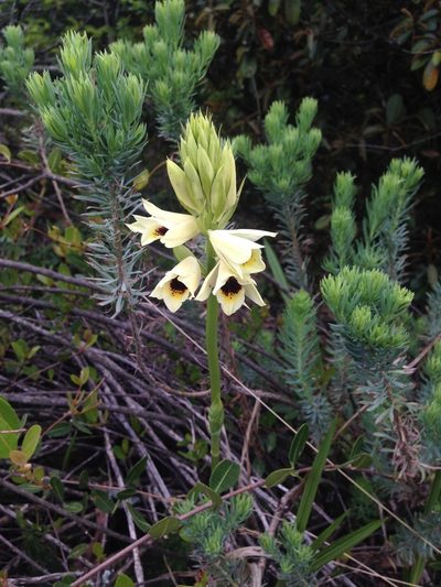 Eulophia welwitschii, photographed by Tam