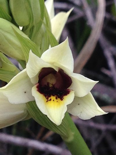 Eulophia welwitschii, photographed by Tam
